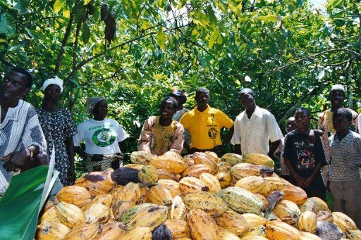 cocoa traders