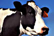 graphic: Friesan cow