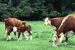 graphic: hereford cattle