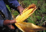 graphic: maize